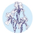 Vector illustration of flowers irises Royalty Free Stock Photo